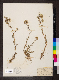 Senecio vulgaris image