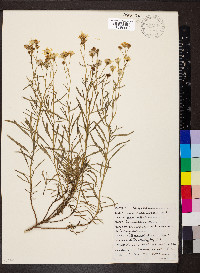 Senecio lautus image