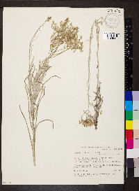 Senecio quadridentatus image