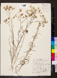 Senecio quadridentatus image