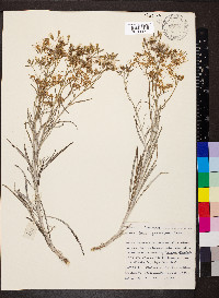 Senecio quadridentatus image