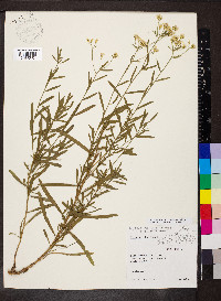 Sericocarpus linifolius image