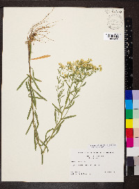 Sericocarpus linifolius image