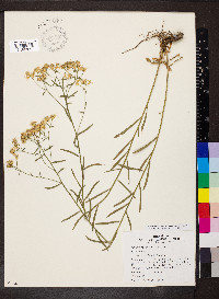 Sericocarpus linifolius image