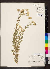 Sericocarpus tortifolius image