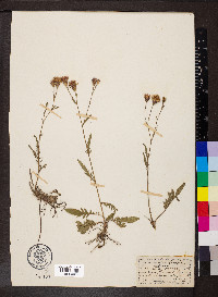 Serratula tinctoria image