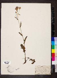 Serratula tinctoria image