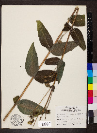 Silphium integrifolium image