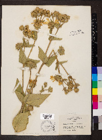 Silphium integrifolium image