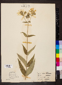 Silphium integrifolium image