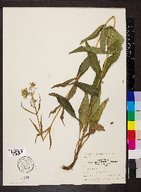 Silphium integrifolium image