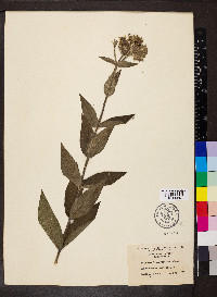 Silphium integrifolium image