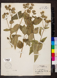 Silphium integrifolium image