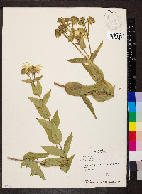 Silphium integrifolium image