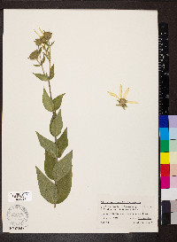 Silphium integrifolium image