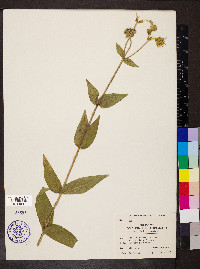 Silphium integrifolium image