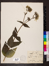 Silphium integrifolium image