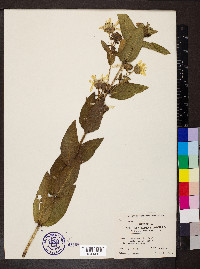 Silphium integrifolium image