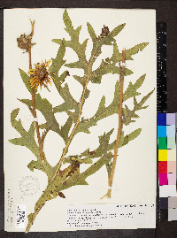 Silphium laciniatum image