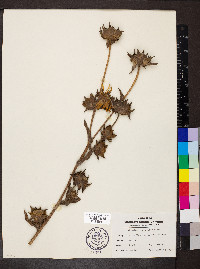 Silphium laciniatum image