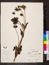 Silphium perfoliatum image