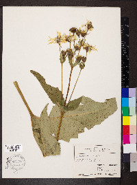 Silphium perfoliatum image