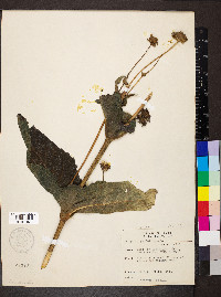 Silphium perfoliatum image