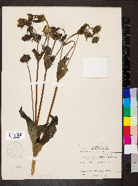 Silphium perfoliatum image