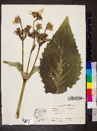 Silphium perfoliatum image