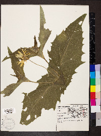 Silphium perfoliatum image