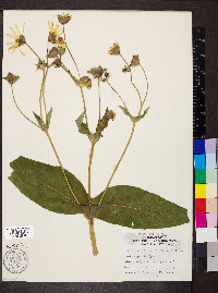 Silphium perfoliatum image