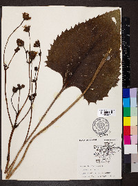 Silphium terebinthinaceum image