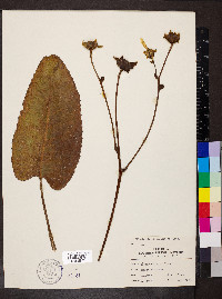 Silphium terebinthinaceum image