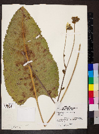 Silphium terebinthinaceum image