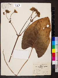 Silphium terebinthinaceum image