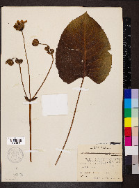 Silphium terebinthinaceum image