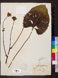 Silphium terebinthinaceum image