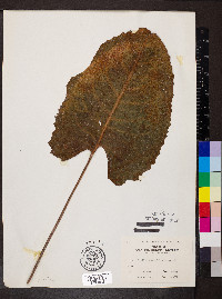 Silphium terebinthinaceum image