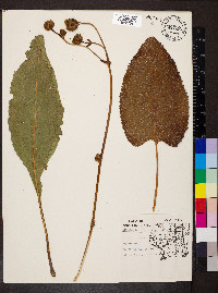 Silphium terebinthinaceum image