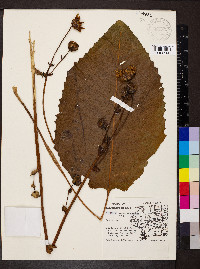 Silphium terebinthinaceum image