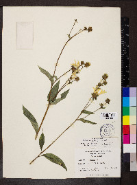 Silphium elliottii image