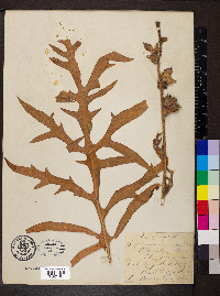 Silphium laciniatum image
