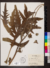 Silphium laciniatum image
