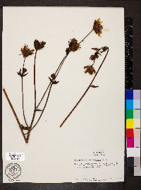 Silphium terebinthinaceum image