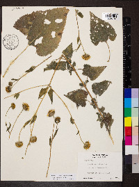 Simsia lagasceiformis image