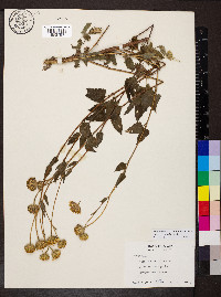 Simsia lagasceiformis image