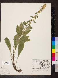 Solidago bicolor image