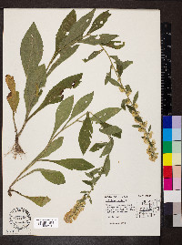 Solidago bicolor image