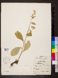 Solidago bicolor image