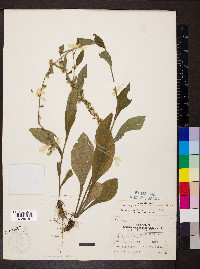 Solidago bicolor image